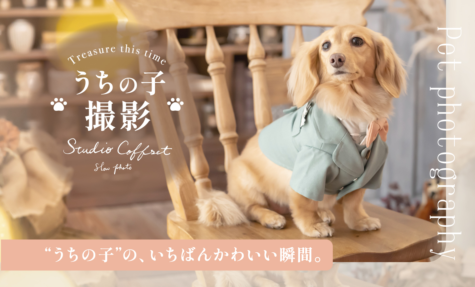 「うちの子わんちゃん撮影」大切な家族、みんな一緒の一...